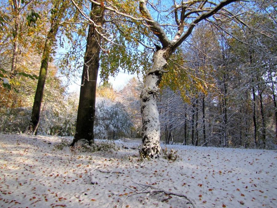 W Wodzisławskim lesie