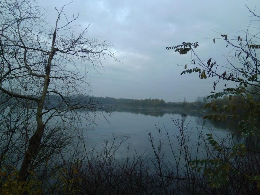 Stawiki o poranku
