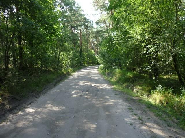 Ścieżka leśna między Trzcińcem, a Zielonką