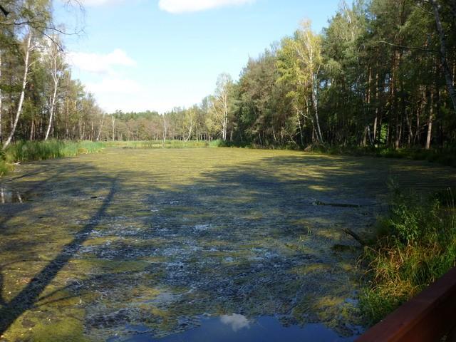 Stawy "Szpręgi"