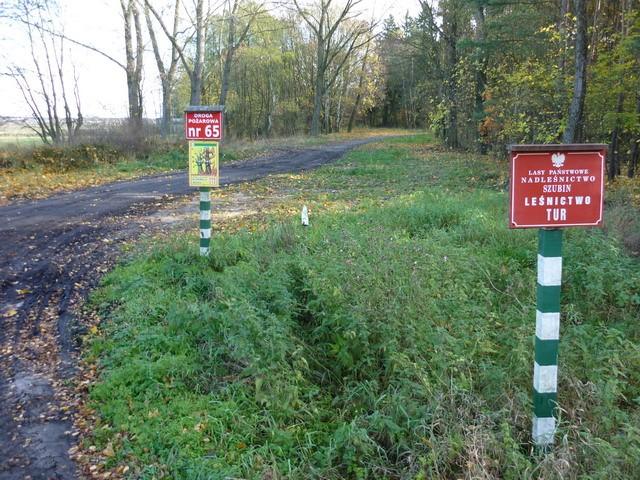 Ścieżka leśna z Tura w kierunku Szkocji