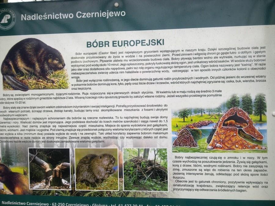 Strefa BOBRA EUROPEJSKIEGO.