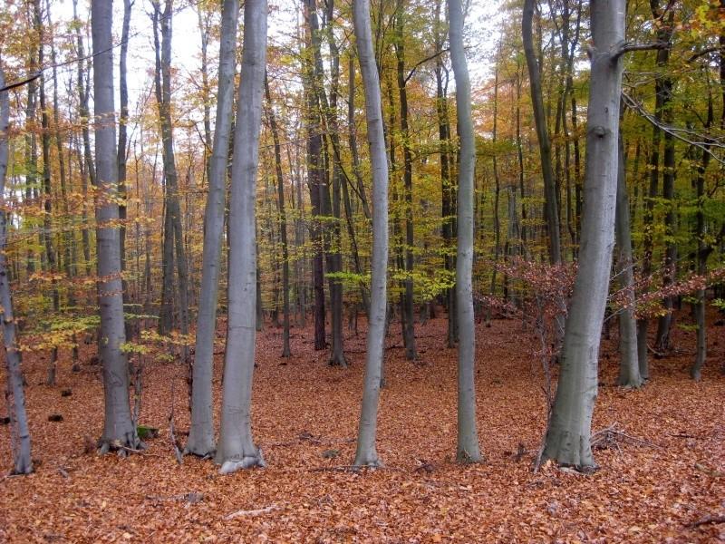 Buczyna jesienią wygląda bosko