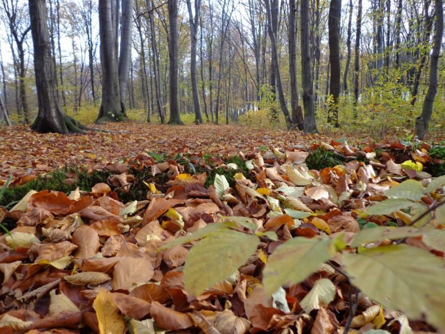 nie widać nawet ścieżki..na czuja się jedzie miejscami