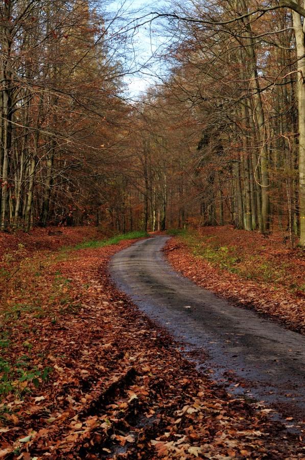 Leśna droga za Cząstkowem