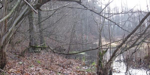 Zarośnięte brzegi rzeki Rudka