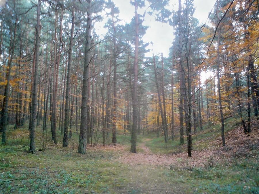 Las nad rzeką Sztołą