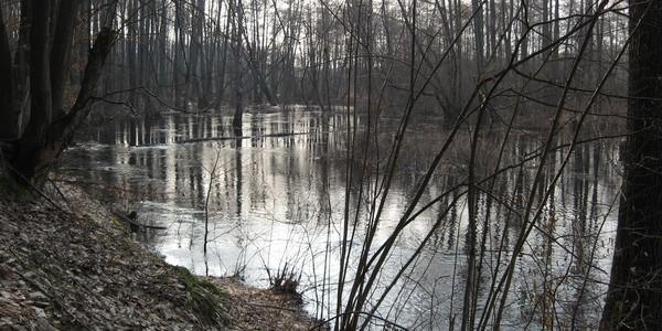 Wysoki poziom wód rzeki Rudka w lesie Grabarka