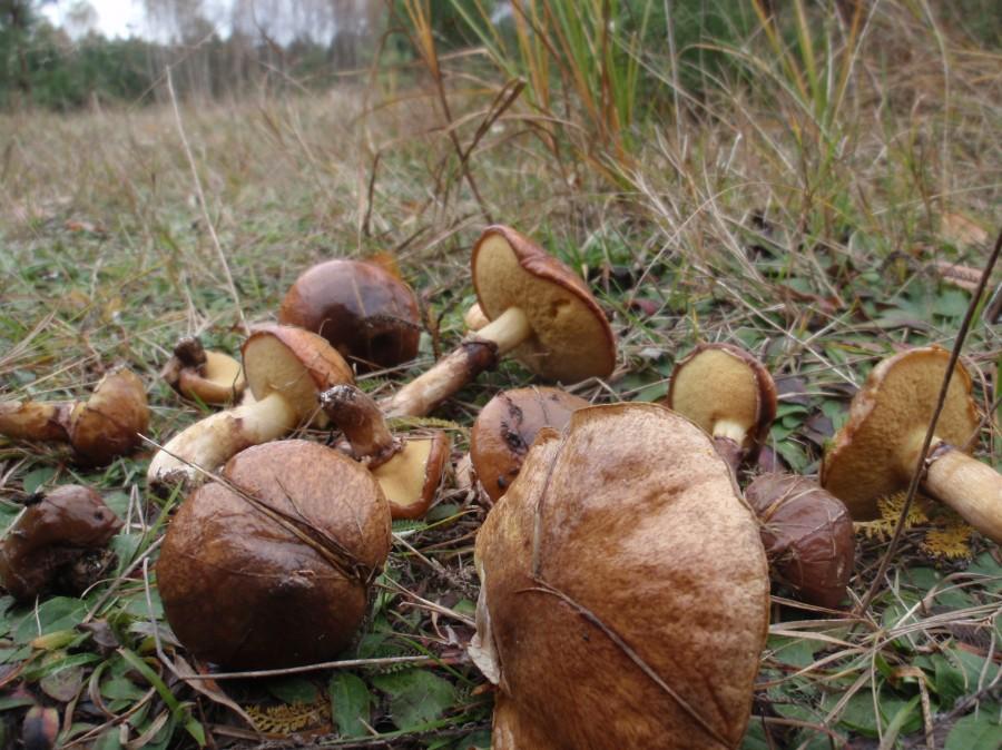 Maślaczki