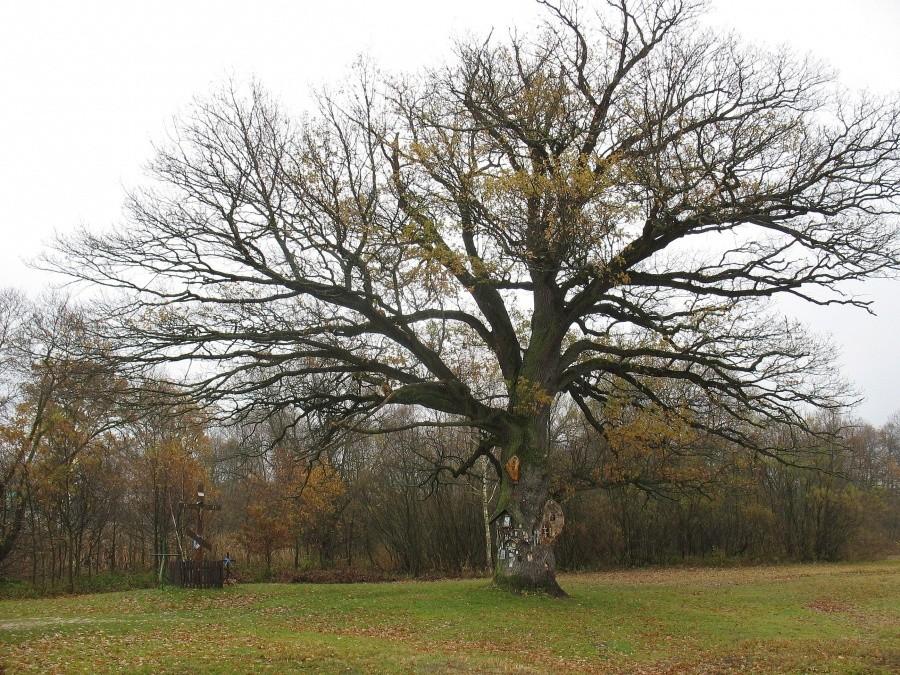 Jabłeczna - dąb przed monasterem
