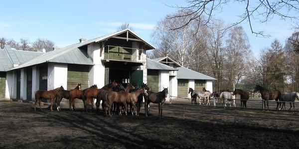 Stadnina Koni Janów Podlaski - Za moment zagonią konie do środka