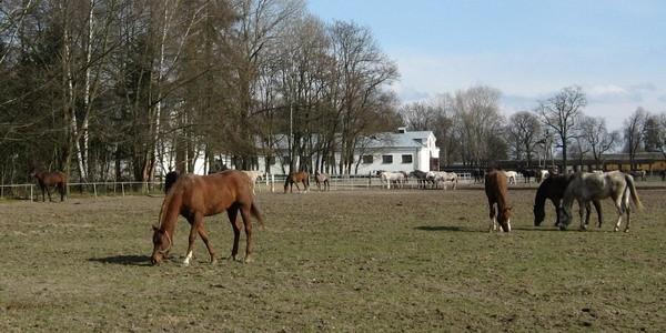 Stadnina Koni Janów Podlaski - Konie na wybiegu