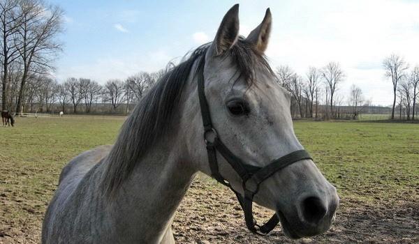 Stadnina Koni Janów Podlaski - Piękny koń krwi arabskiej