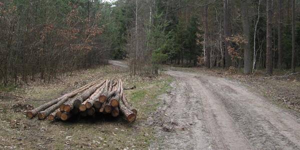 Las Rudka - Droga do Młyńca