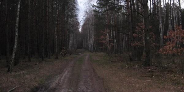 Las Rudka - Leśna droga
