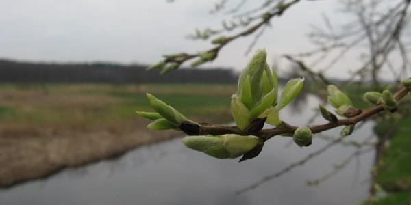Styrzyniec. W poszukiwaniu pierwszych znaków wiosny
