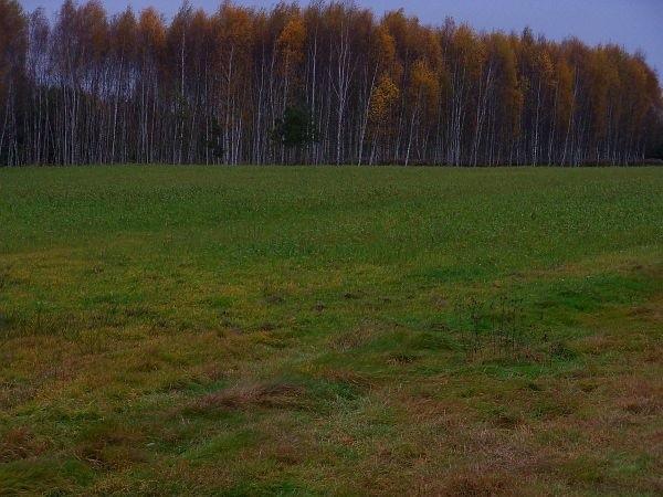 Końcówka złotej jesieni
