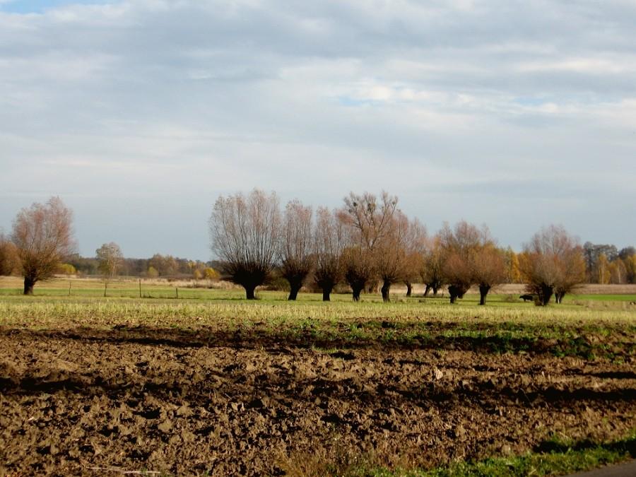 Gdzieś w okolicy Żelazowej Woli