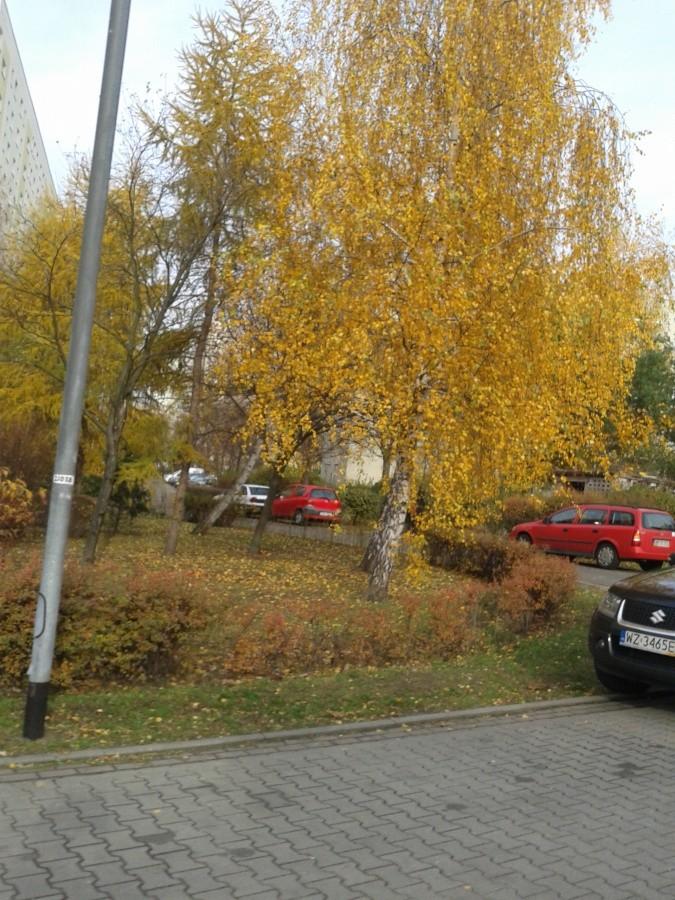 Brzozy w złocistych barwach