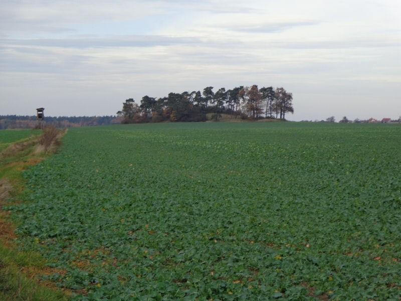 Sosnowe Wzgórze