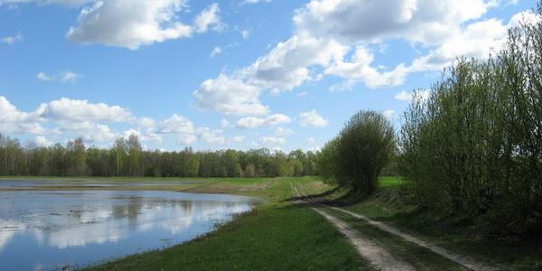 Zalane łąki nad Bugiem w Starych Buczycach