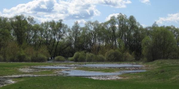 Zalane łąki nad Bugiem w Bublu Łukowiska