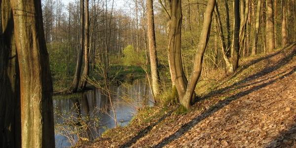 Las Grabarka. Jedno z moich ulubionych miejsc nad rzeką Rudka
