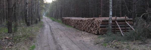 Kolejne wycięte drzewa