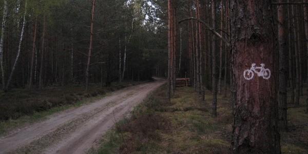 Leśny szlak rowerowy