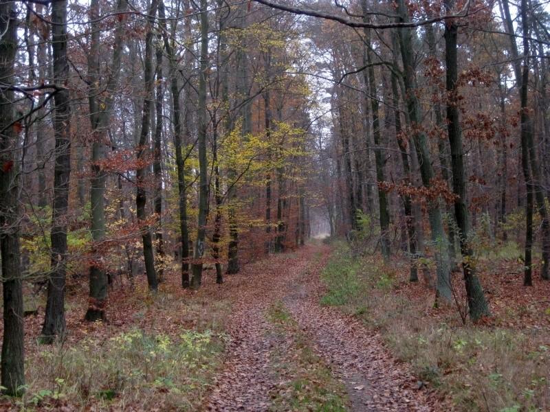 Jesień w lesie