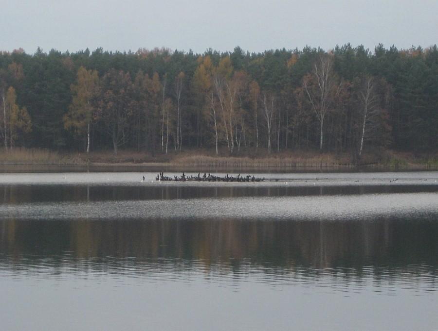 Dryfująca wyspa z ptasią załogą na Jeziorze Kowalskim