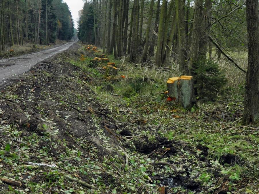 To zdjęcie wykonałem w pobliżu krzyżówki pod Myślborzem Wielkim.