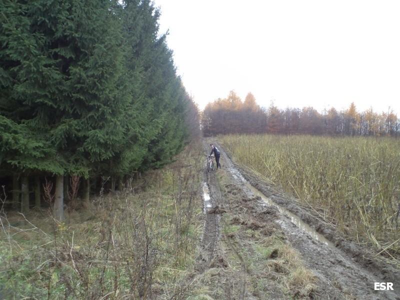 Błotna droga