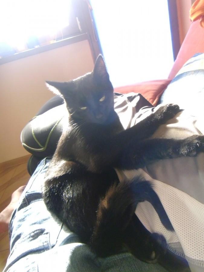 Musta odpoczywa razem ze mną :)