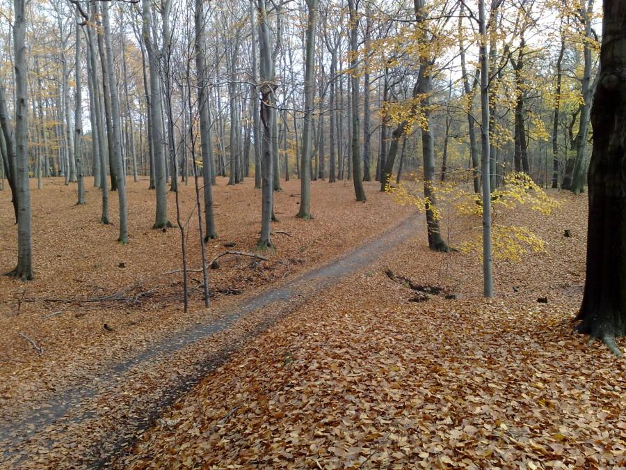 Lasy Murcki jeśień