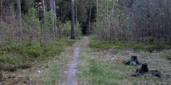 Las Rudka na dzielnicy "Łuski"