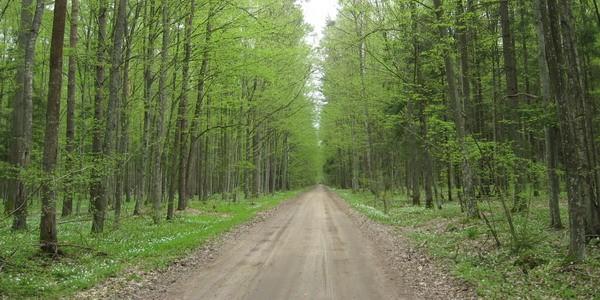 Długie proste drogi to w Puszczy normalka