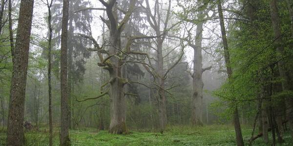 Mgła i Dęby Królewskie tworzyły niesamowity klimat