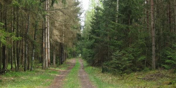 Szlak Wokół Uroczyska Głuszec