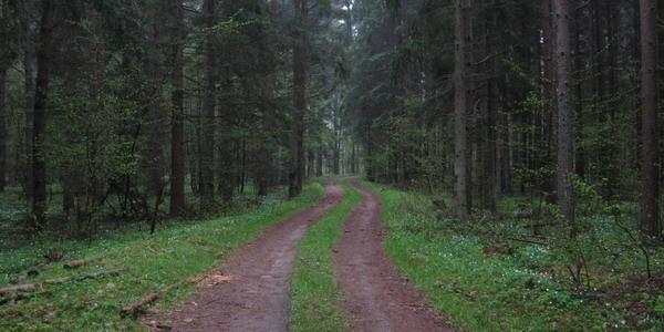 Szlak Wokół Uroczyska Głuszec