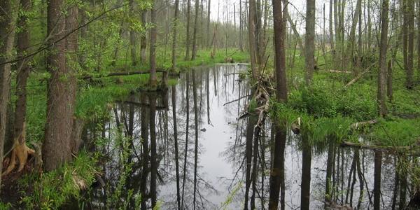 Puszcza Białowieska