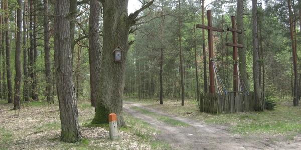 Krzyże w lesie w okolicach Jaźwin
