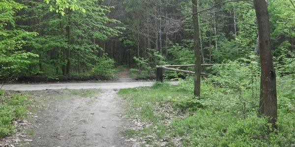 Leśna ścieżka prowadząca na stawy Grabarka