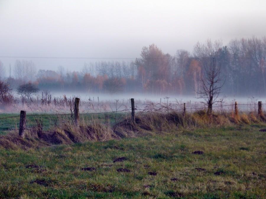Mgły ścielące się nad łąkami za Tanowem - 13 listopada 12 r.