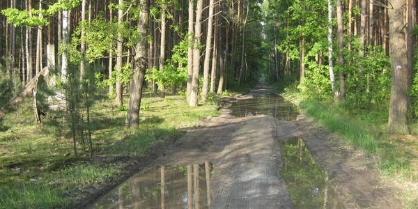 Duże kałuże na leśnym szlaku rowerowym