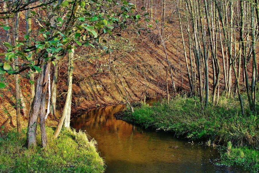Leśna struga - Las Rokicki.