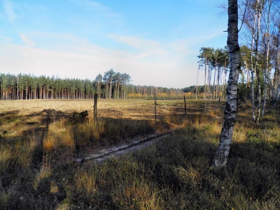 Z leśnej drogi nr 27 o poranku 14 listopada 12 r.