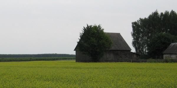 Rzepakowe pole we wsi Kaliłów