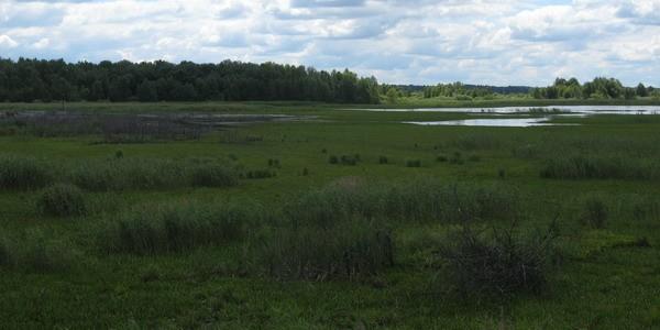 Poleski Park Narodowy. Staw