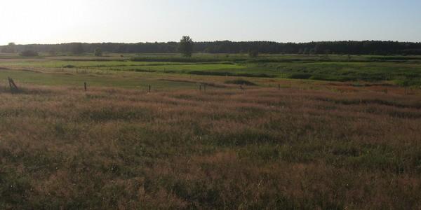 Łąki i pastwiska nad rzeką Krzna w Czosnówce